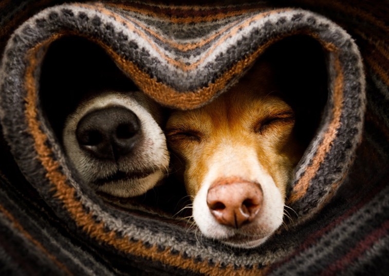 2 Dogs In A Striped Blanket