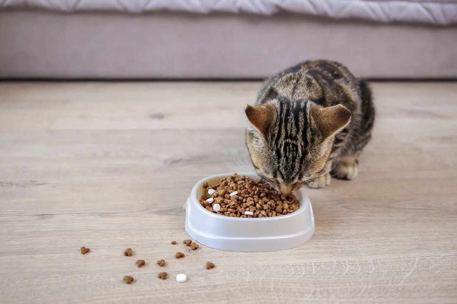 cat eating biscuits with tablets mixed in