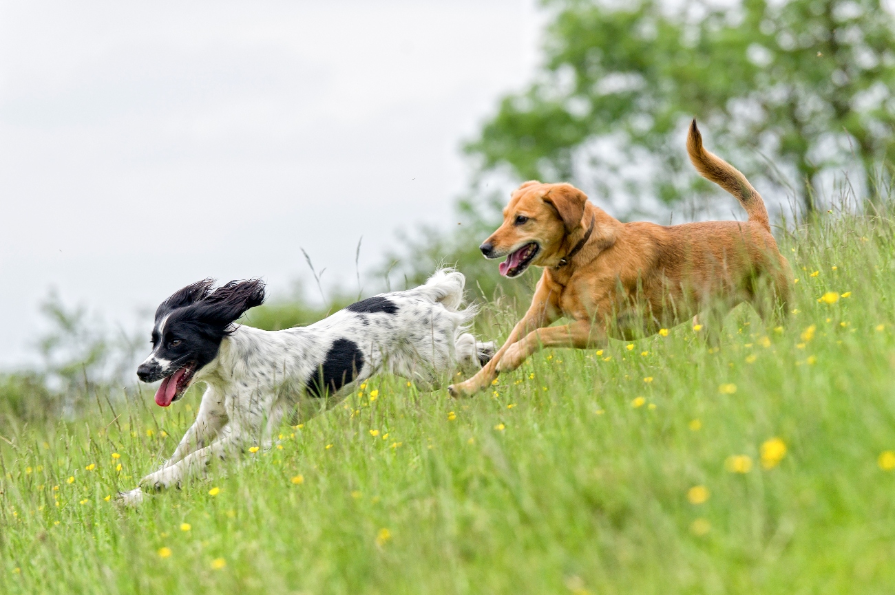 2 dogs running around in grass