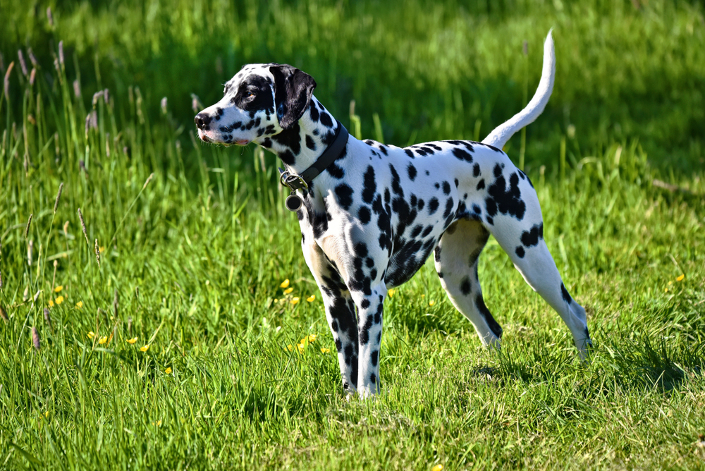 A Dalmation out on a walk in a grassy field