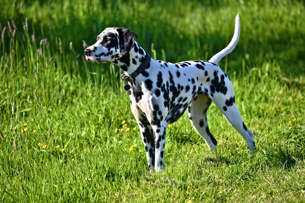 A Dalmation out on a walk in a grassy field