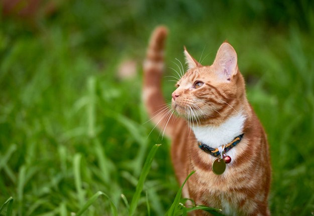 Outdoor Cat with collar