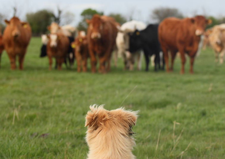 A dog sitting in a field looking at a group of cows