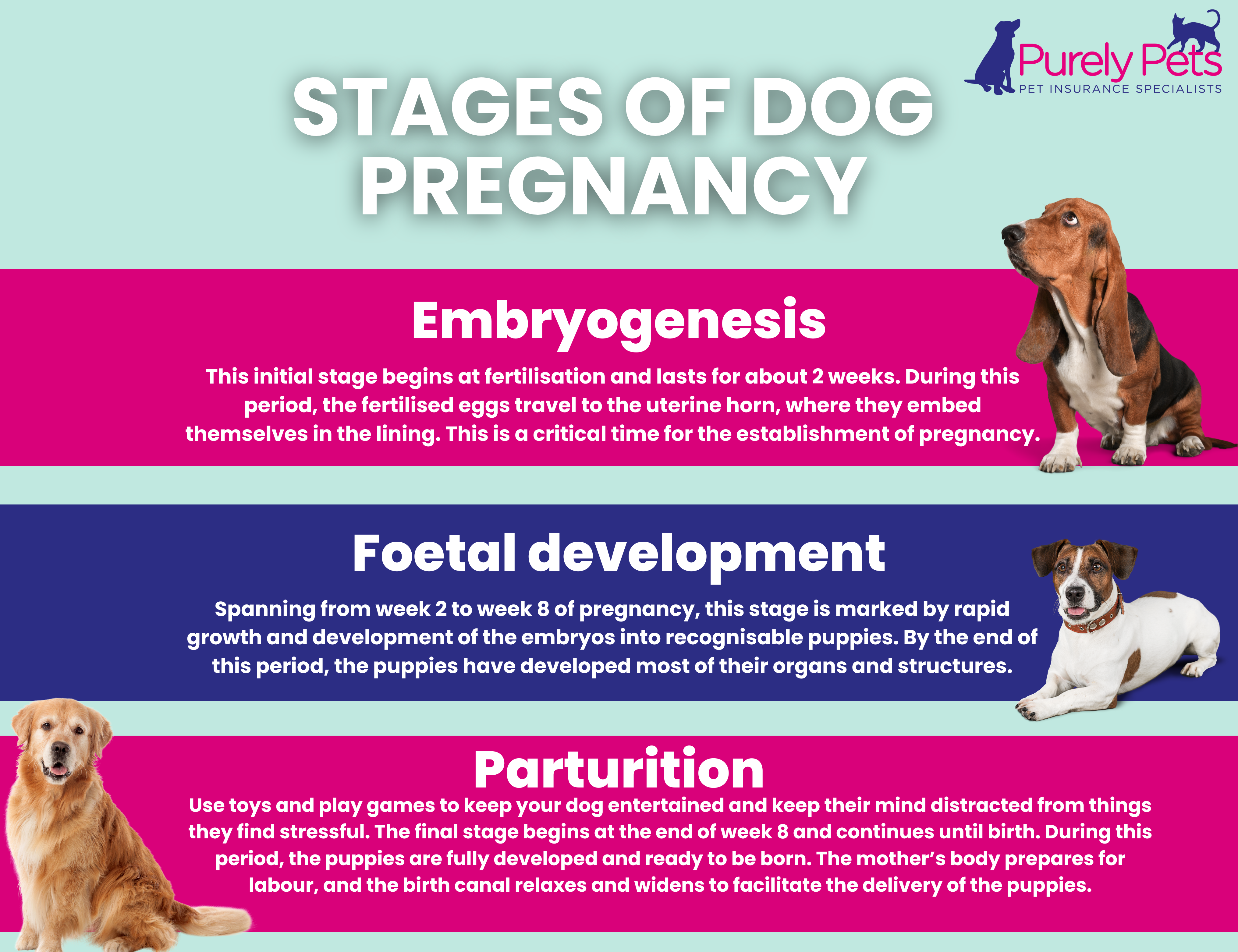 stages of dog pregnancy infographic