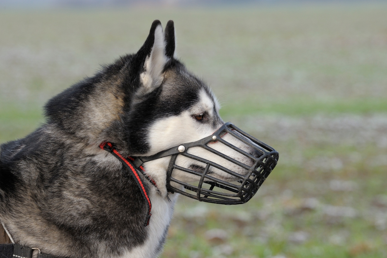 a dog wearing a muzzle
