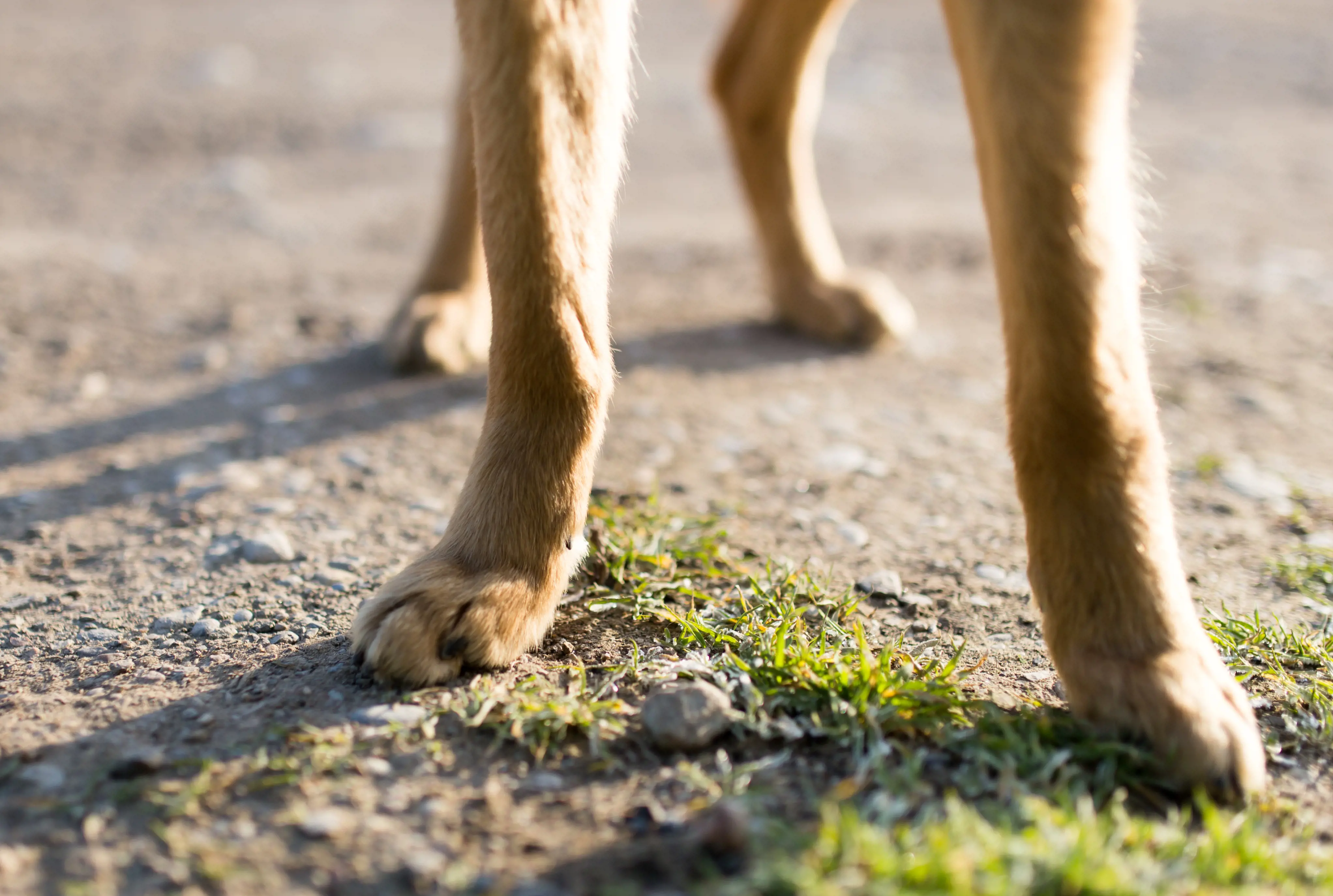 Labrador puppy out on a walk