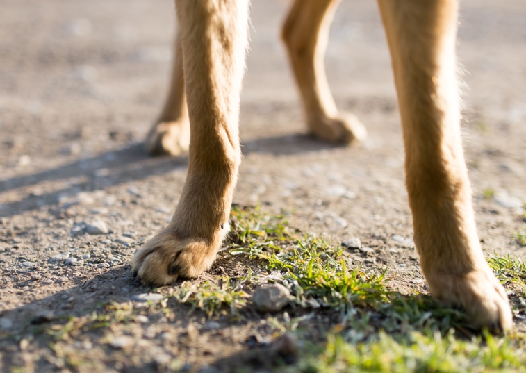Labrador puppy out on a walk