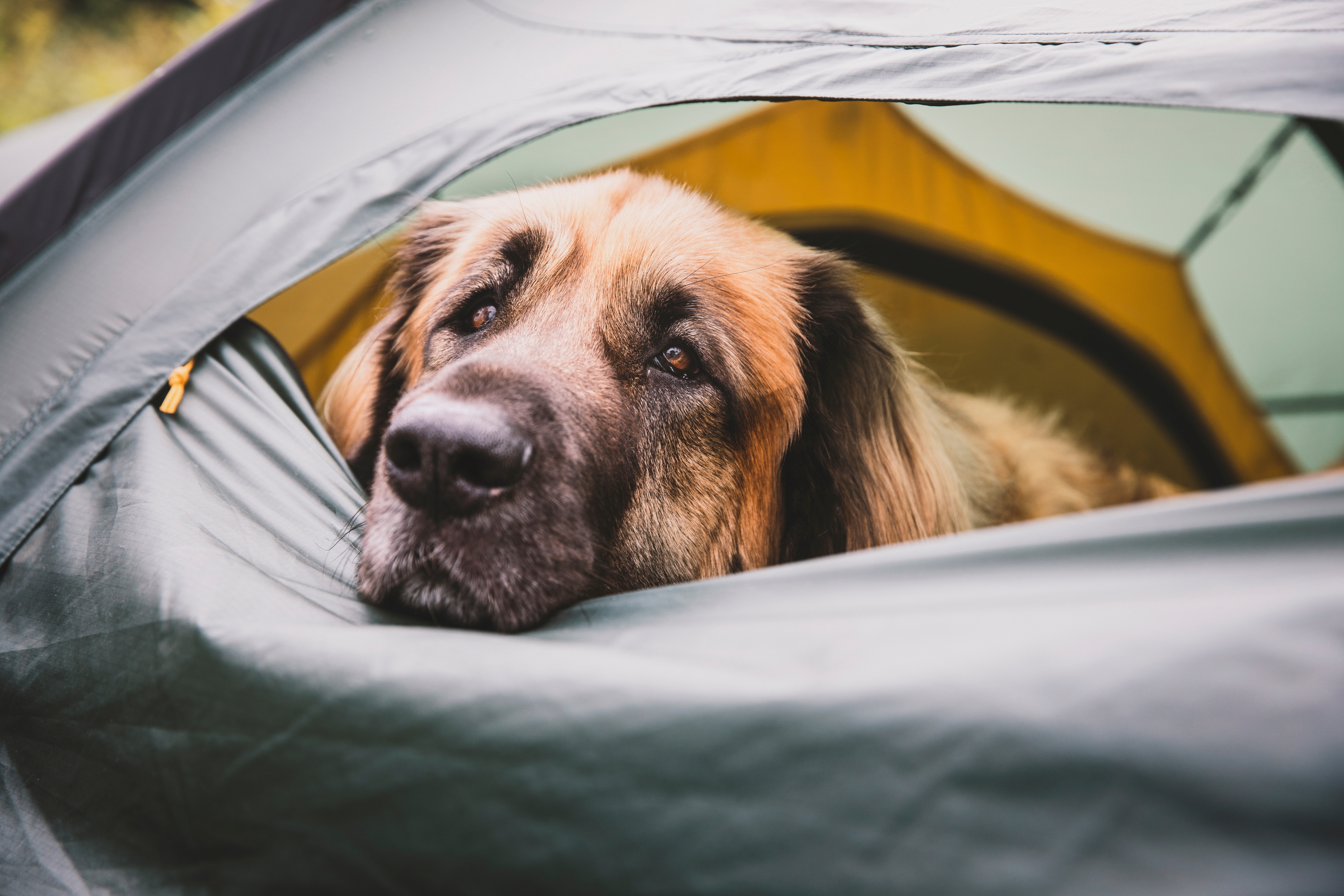 A big dog sticking their head out of a tent