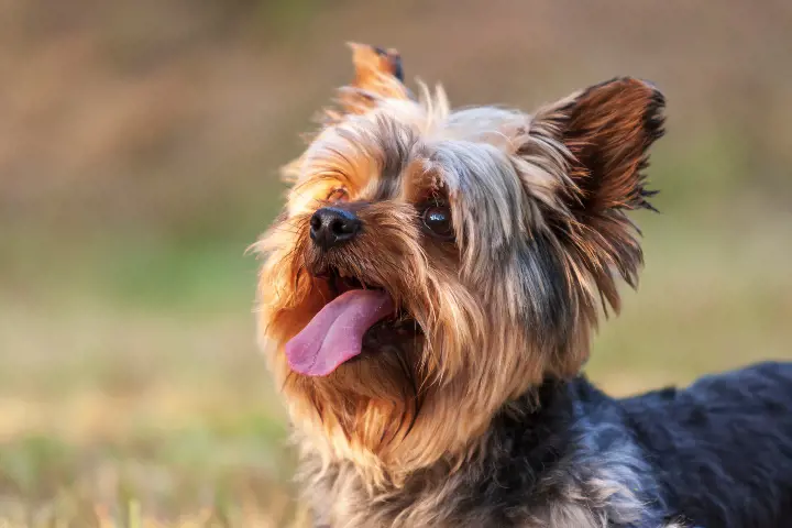 a yorkshire terrier sticking their tongue out
