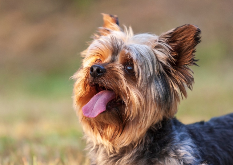 a yorkshire terrier sticking their tongue out