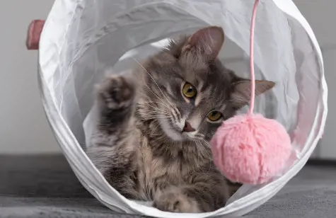 a cat in a tunnel hitting a pink ball