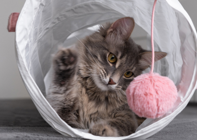 a cat in a tunnel hitting a pink ball
