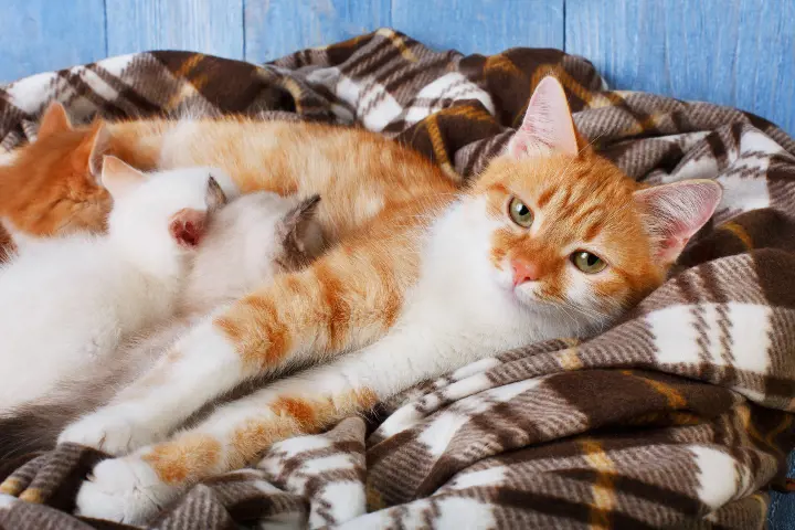 ginger cat nursing kittens