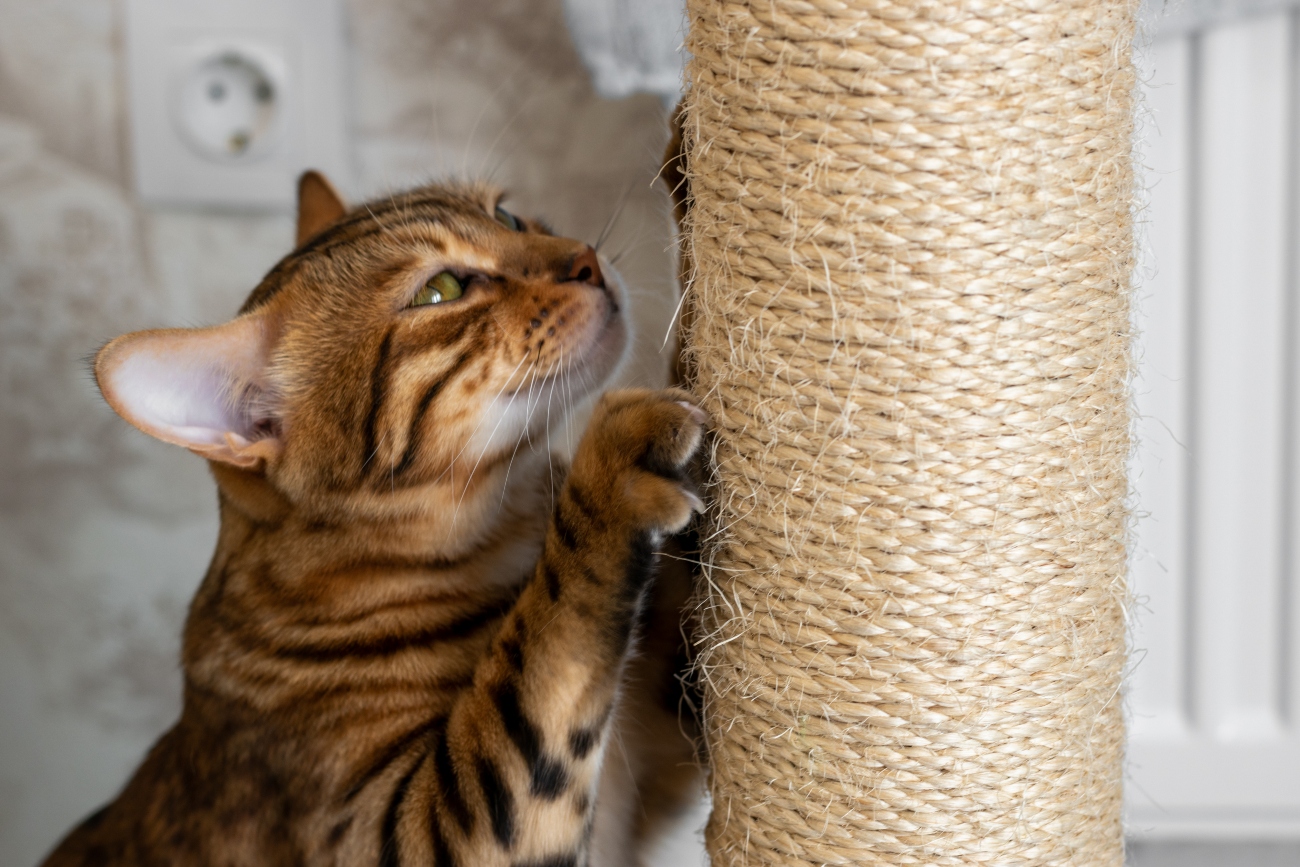 cat scratching a cat scratching post