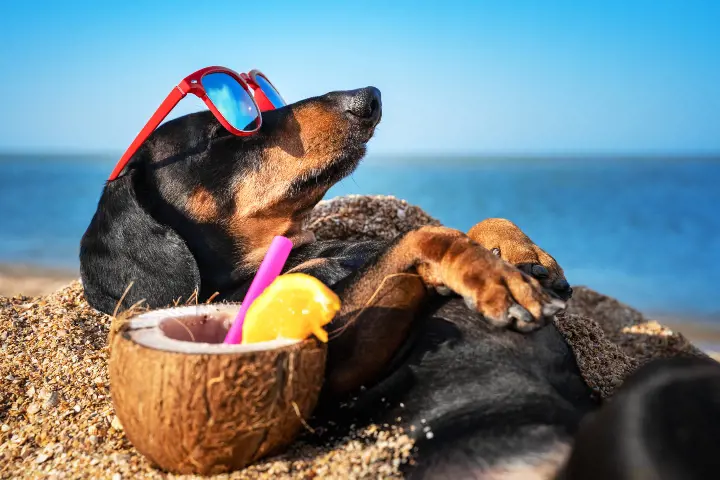 dachshund laying next to a coconut