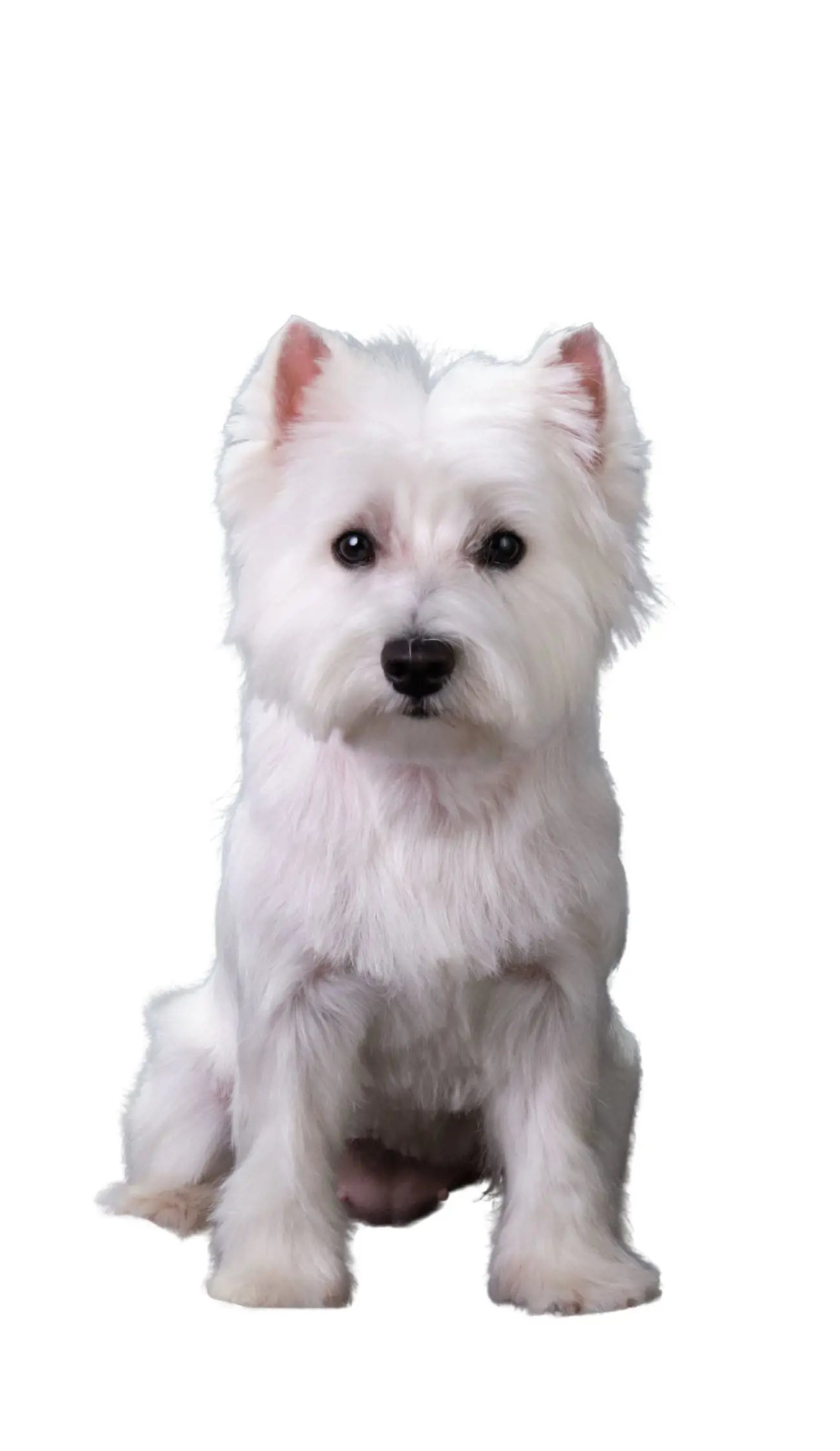 West Highland Terrier
