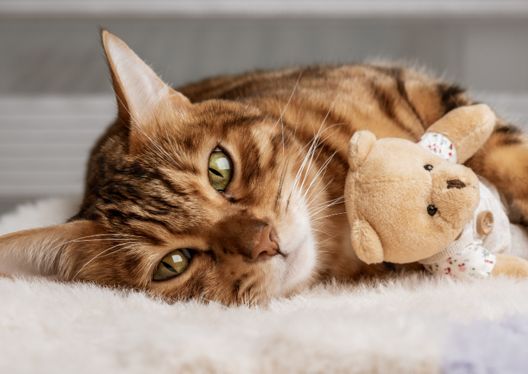 cat hugging a teddy