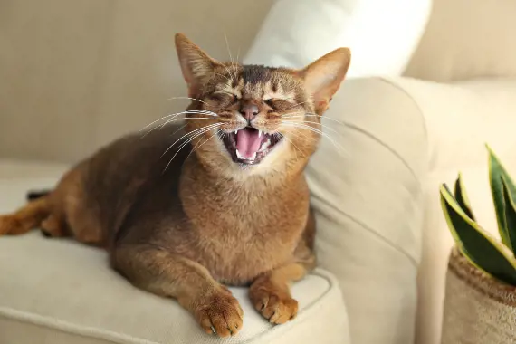 brown cat smiling