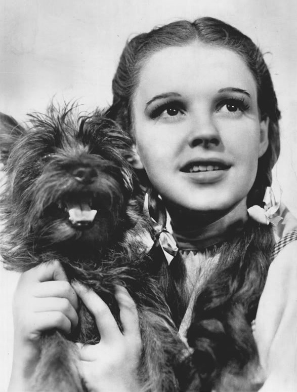 Toto with Dorothy in The Wizard of Oz