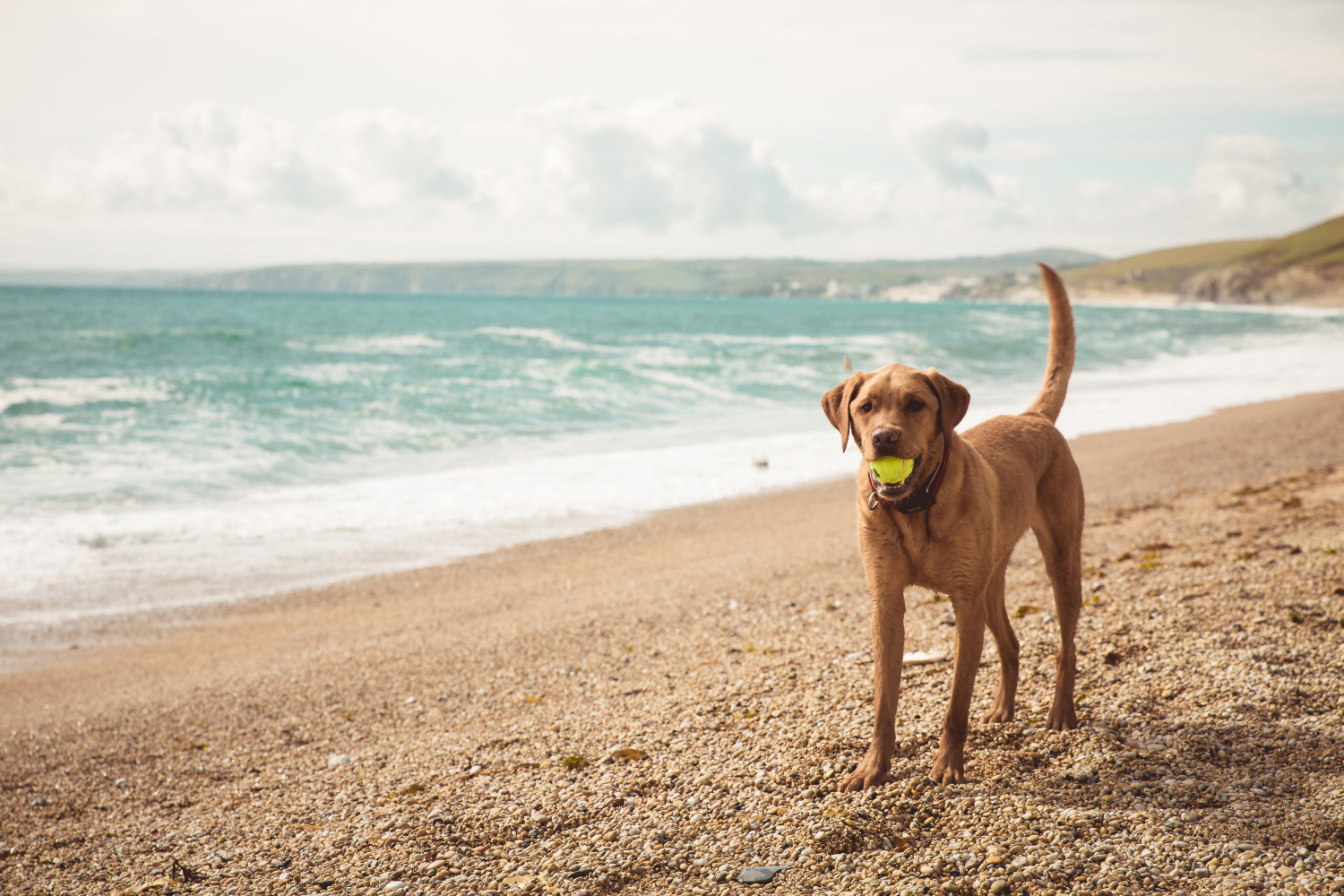 dog with a tennis ball in its mouth on the beach