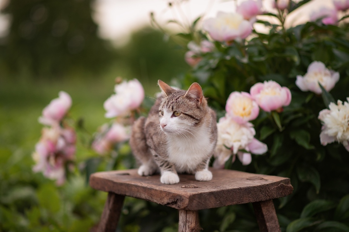 cat sat on a stool next to peonies