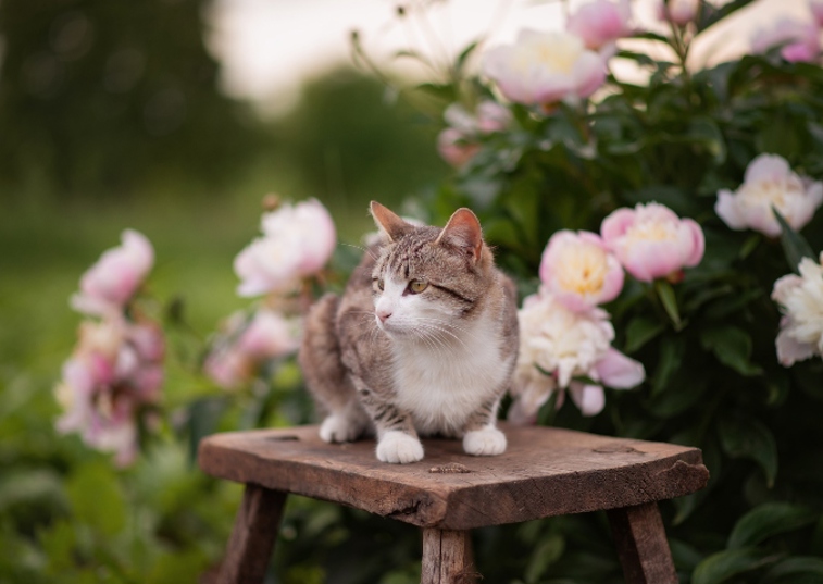 cat sat on a stool next to peonies