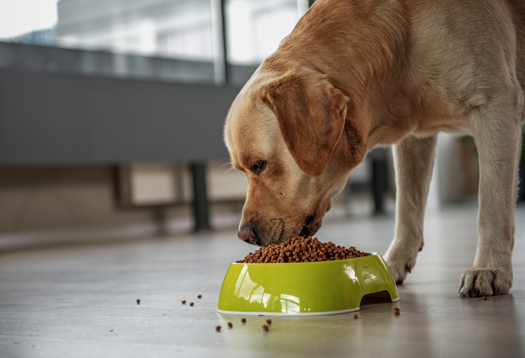 A dog leaning over to eat dog biscuits from a dog bowl