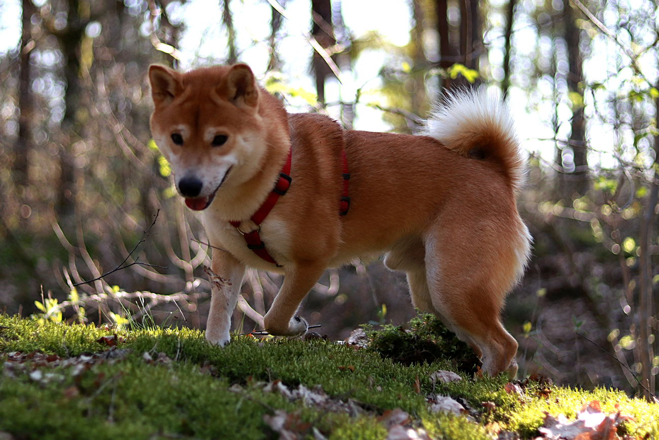 A dog out on a walk in a harness in a woodland area