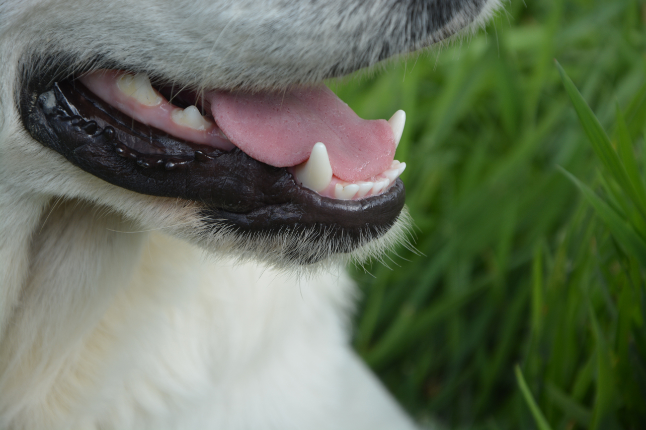 A dog panting in a garden revealing its lower jaw and clean teeth