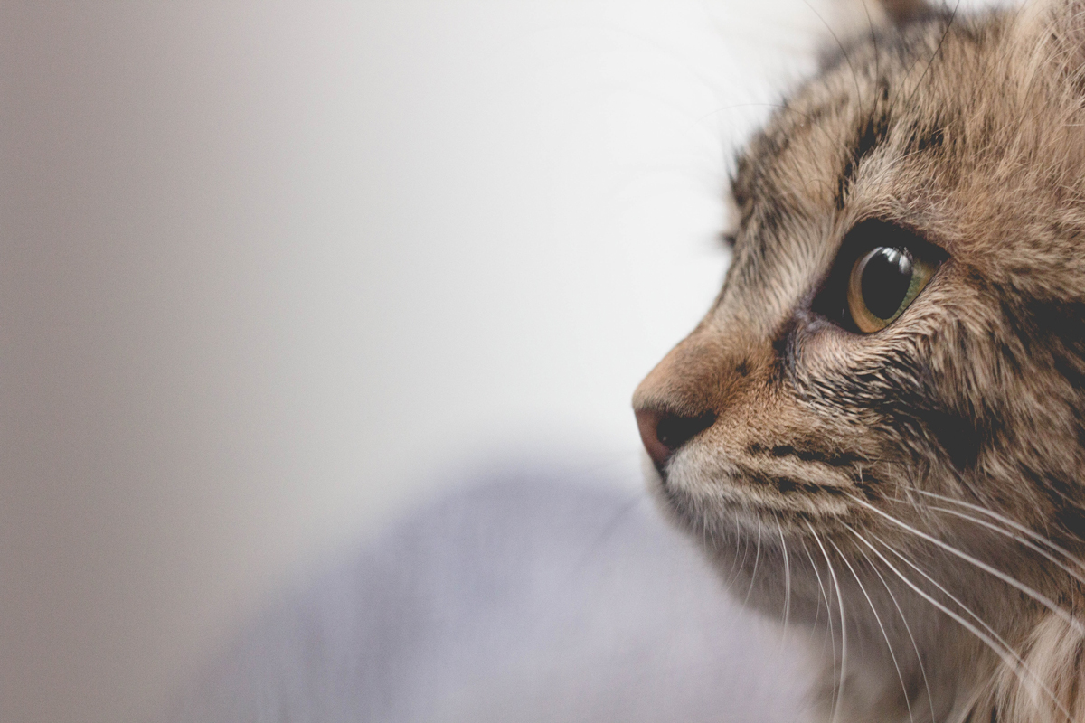 A close up of the side of a cats face against a plain background