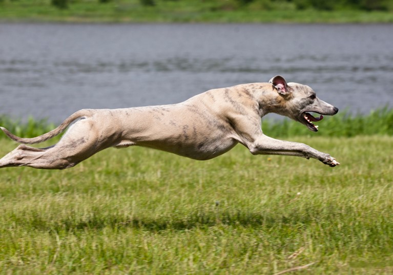 Common whippet health concerns