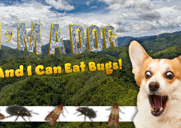 Dog in jungle with sign saying 'I'm a dog and I can eat bugs!'