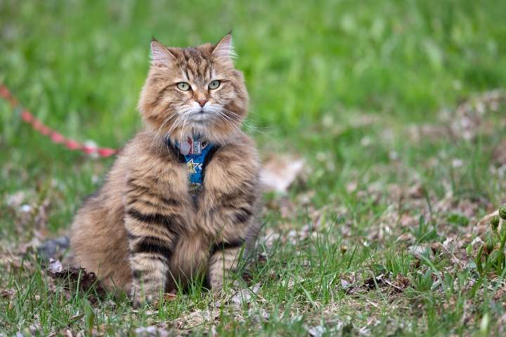 long haired cat wearing a harness