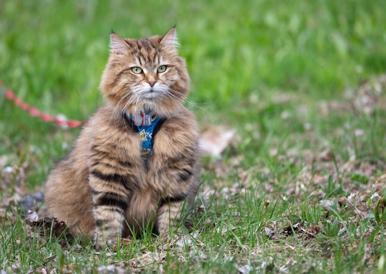 Long haired cat wearing a harness sat in a garden