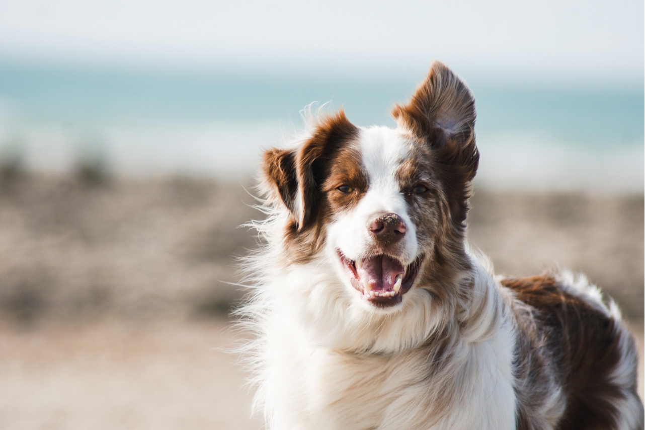 Dog epilepsy treatment cost uk hotsell