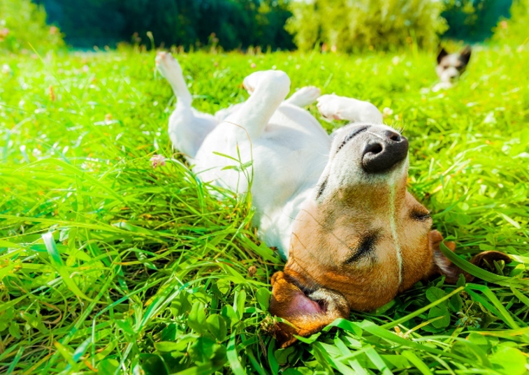 Jack Russell sunbathing in long grass