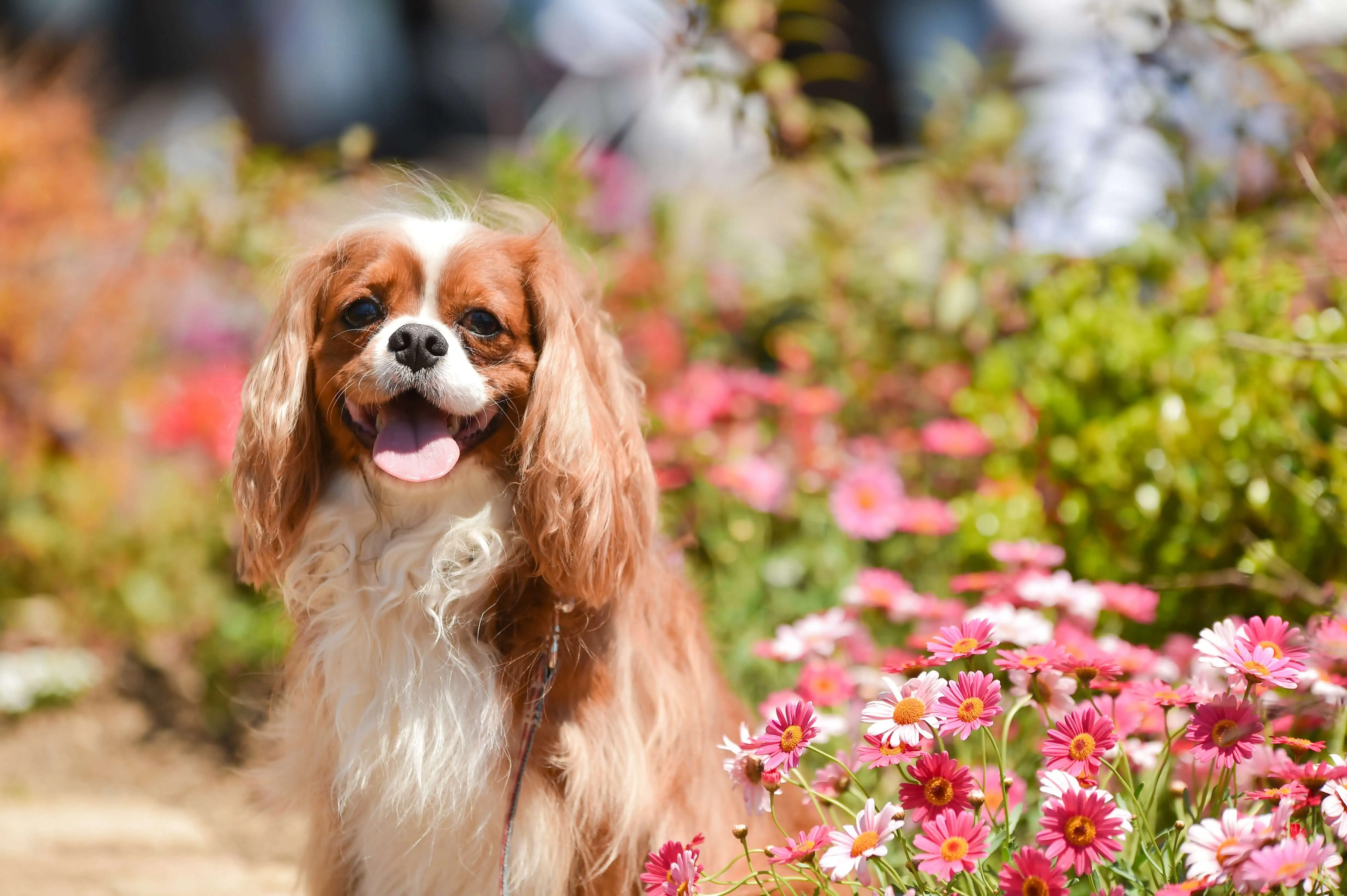 King Charles Spaniel dog sitting in front of pink flowers