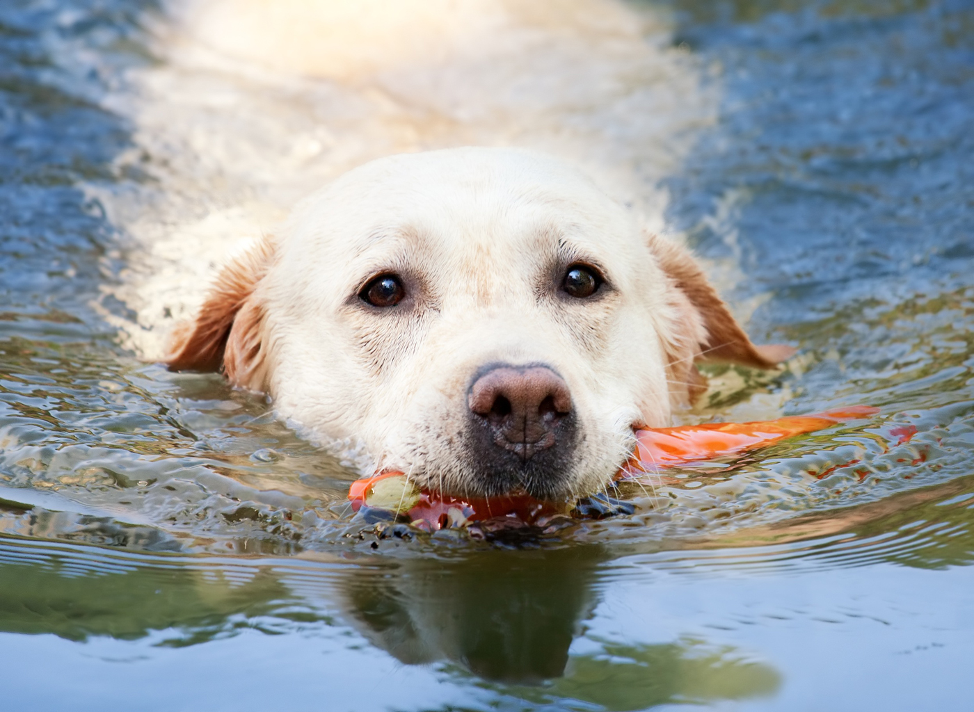 A dog swimming in a lake