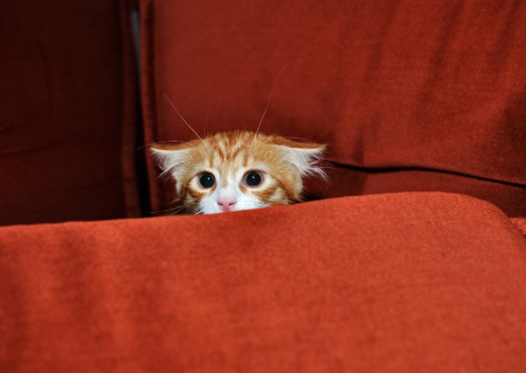 ginger kitten with ears pinned back hiding in a red sofa