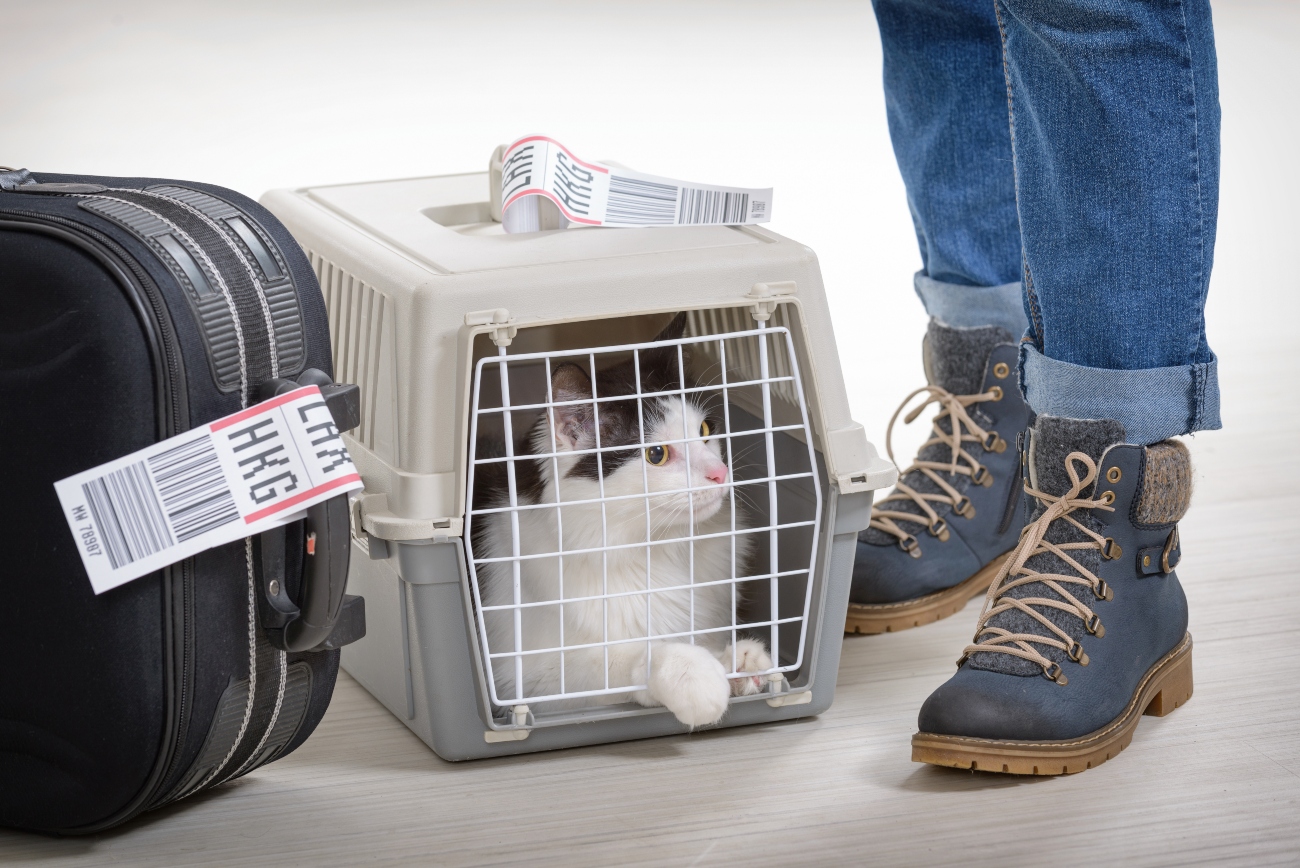 cat in a carrier cage next to a suitcase