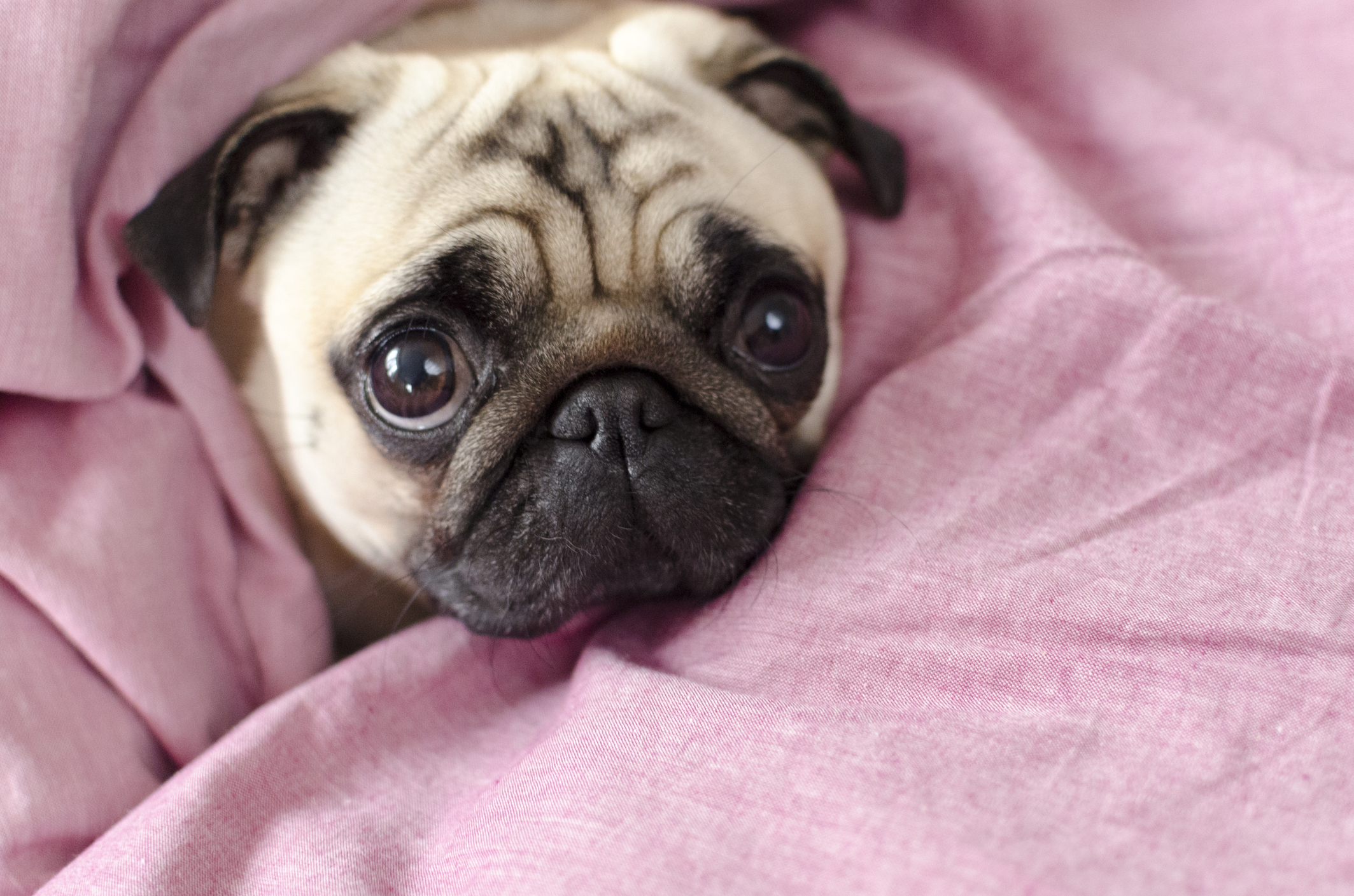 pug wrapped up in a pink sheet with its head poking out