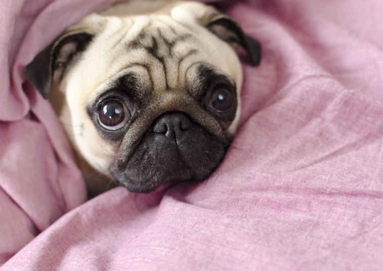 Pug snuggled in pink sheets