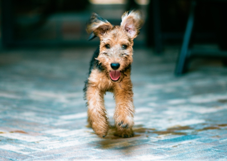 Happy Airedale Terrier running