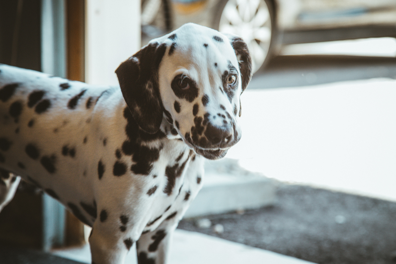 A young Dalmatian standing outside