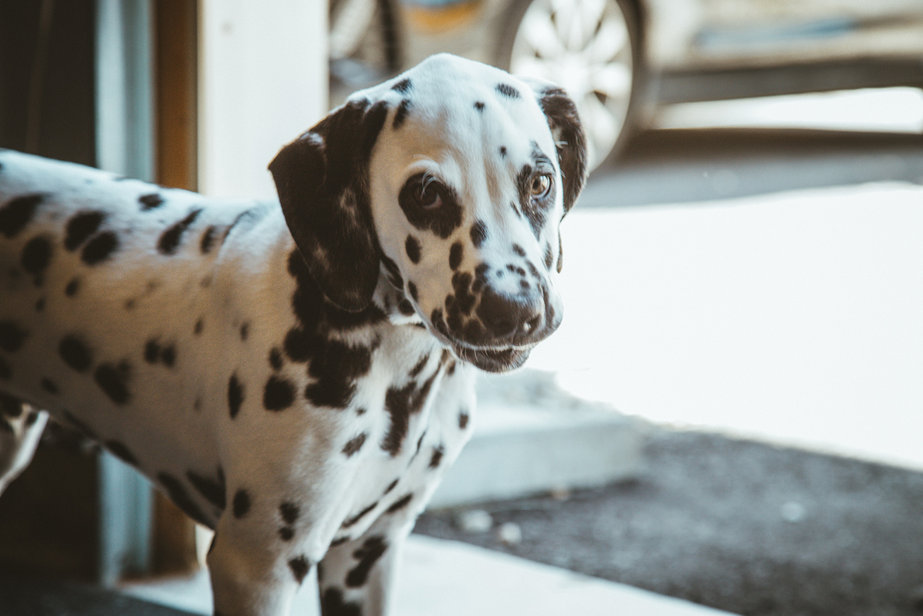 do dalmatian puppies have spots