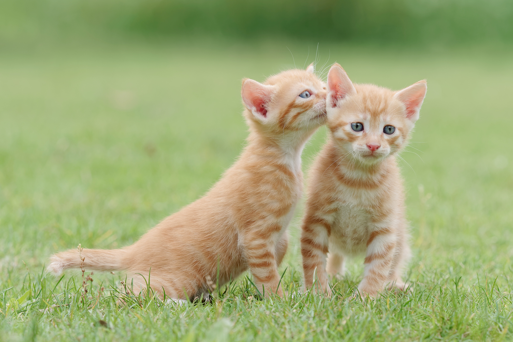 Two kittens sitting on grass outside