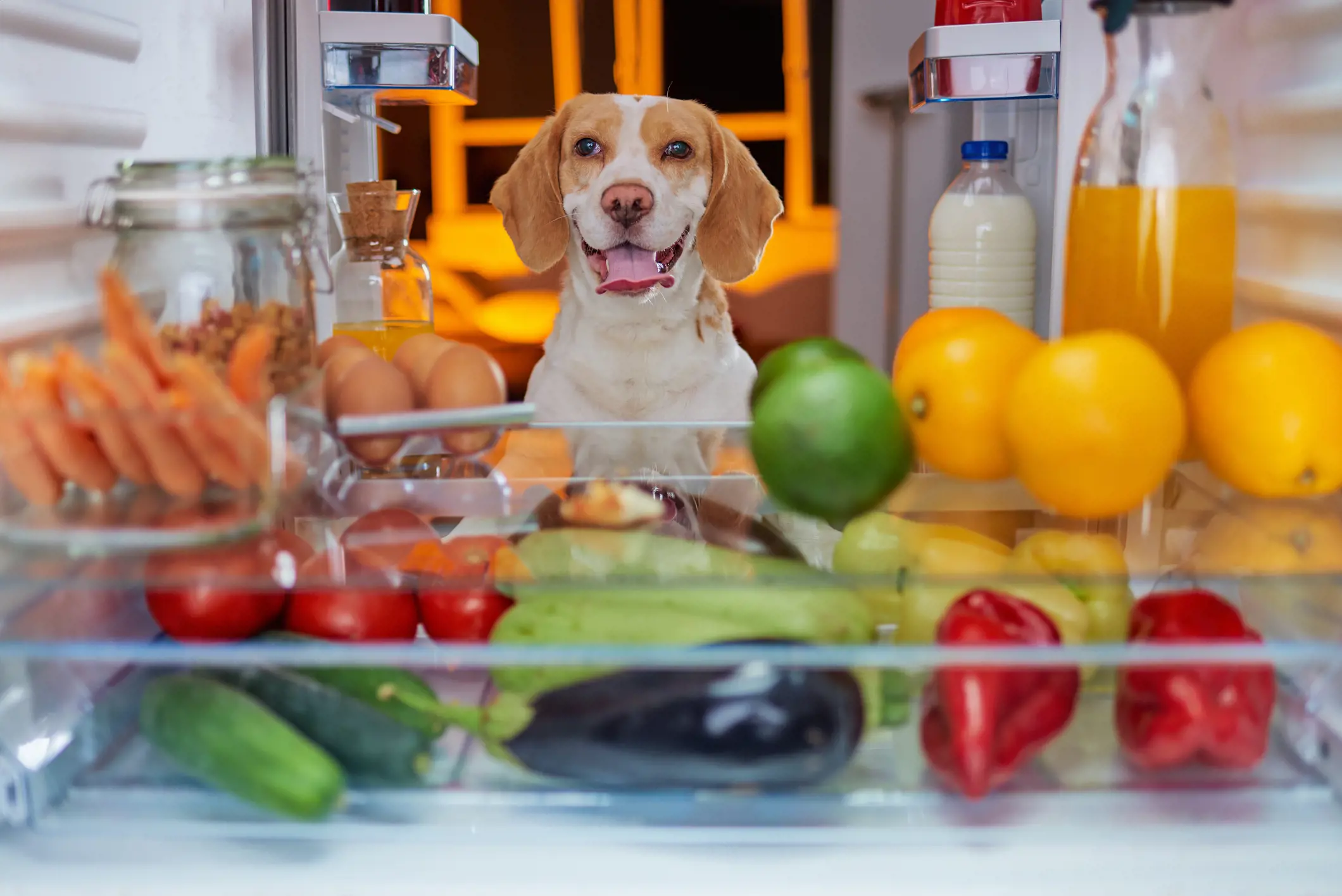 Would you feed your dog plant-based meals?