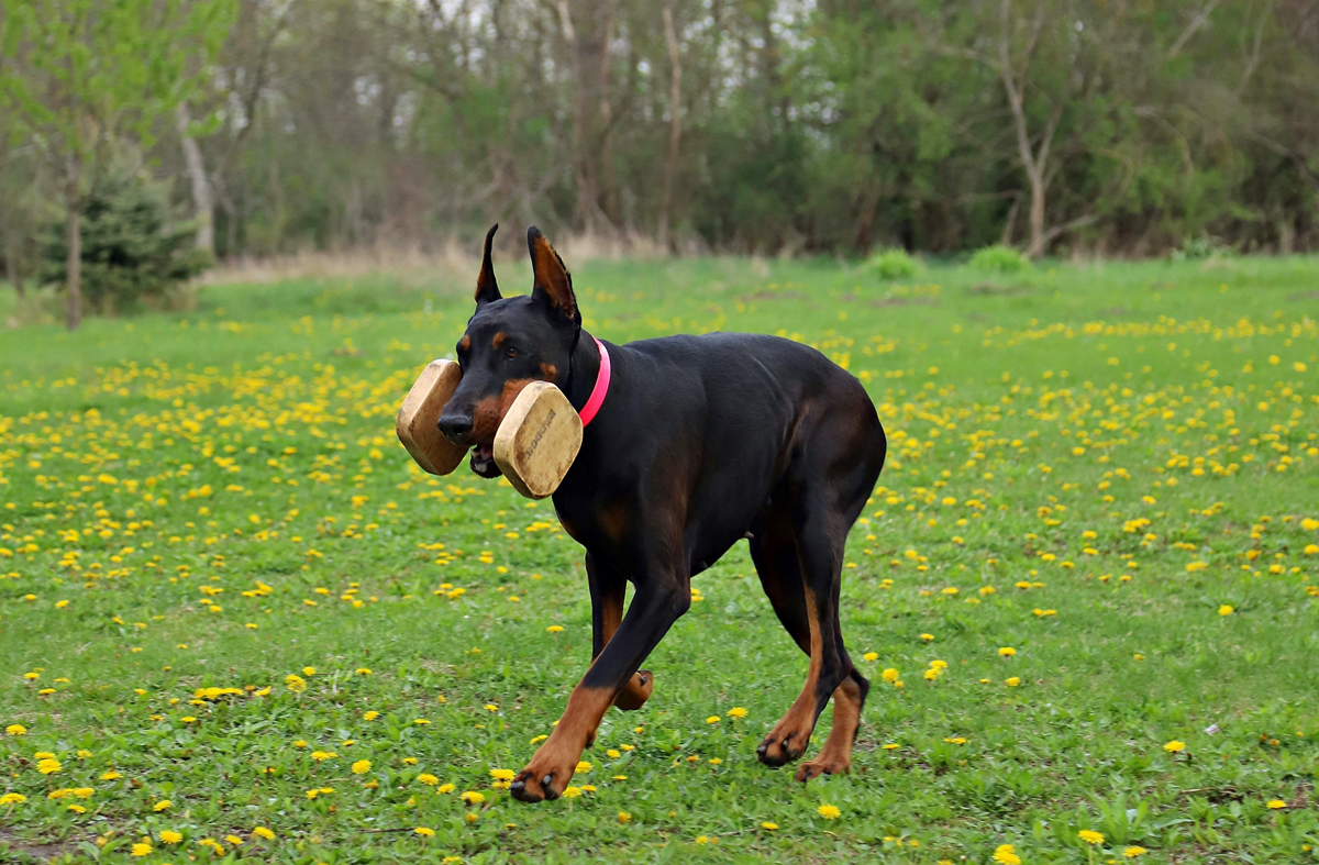 dog with a docked tail running through a flowery field carrying a training toy