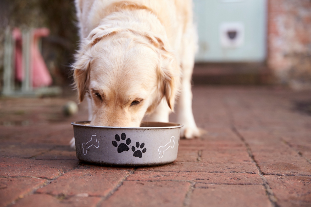 labrador eating from bowl