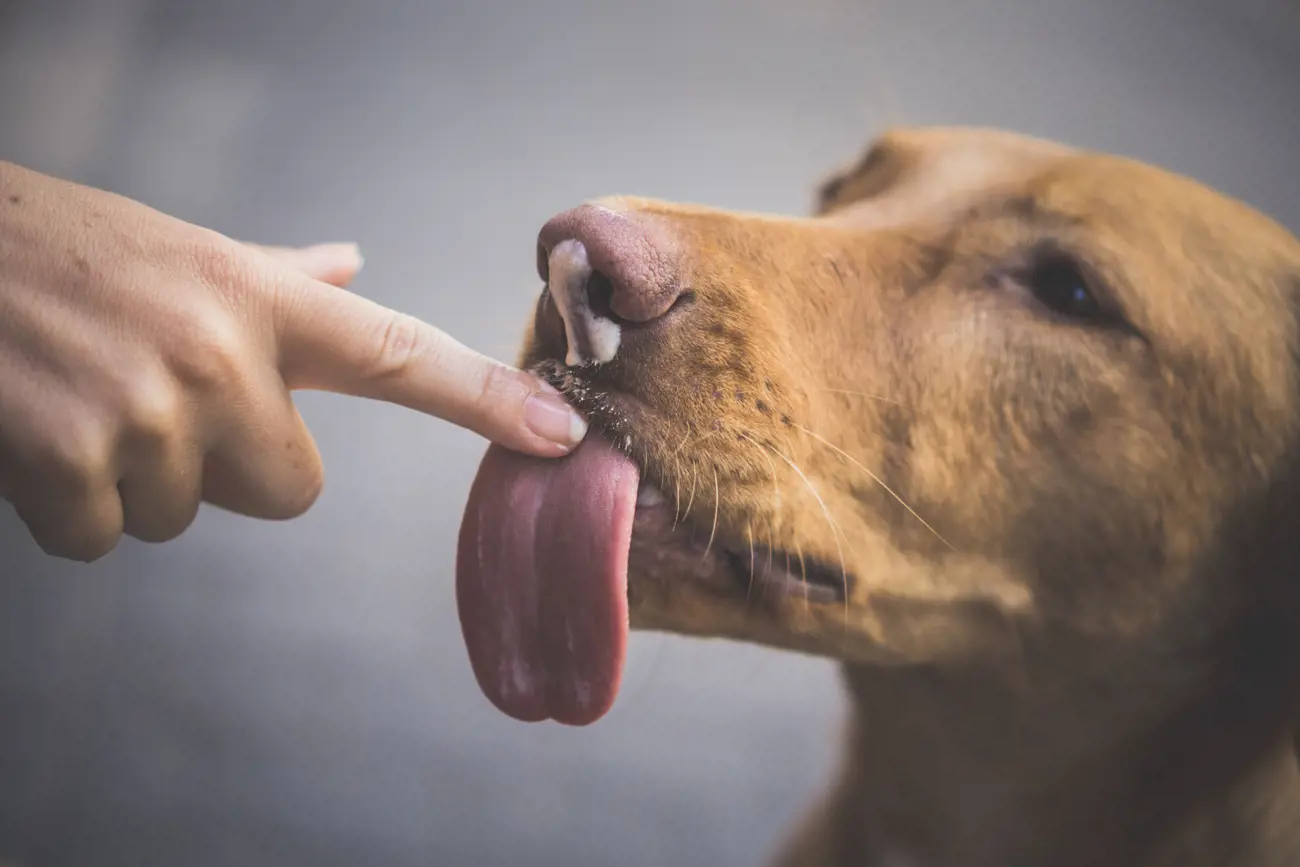 Should You Let Your Dog Lick Your Face? It Depends